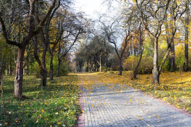 Altın sonbahar manzarası güzel bir ağaç, düşen yapraklar, berrak mavi gökyüzü ve güneş sıcacık parlıyor.