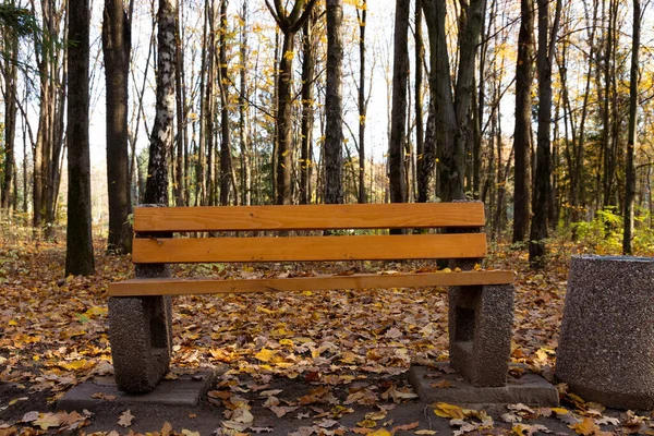 An autumn idyll, a lonely park bench awaits visitors.