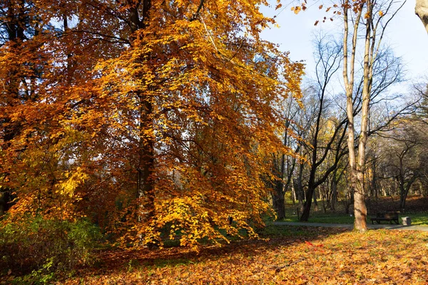 Złota Jesień Dekoracje Ładnym Drzewem Spadające Liście Czyste Błękitne Niebo — Zdjęcie stockowe