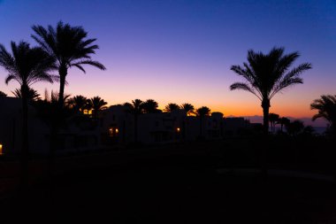 Şafak ve denizin altında palmiye ağaçları.