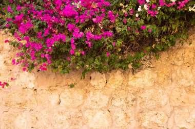 Arka plan olarak Bougainvillea çiçekleri. Çiçek arka planı.