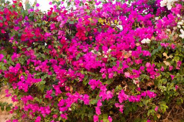 Bougainvillea çiçekleri kapanıyor. Arka plan olarak Bougainvillea çiçekleri. Çiçek arka planı.
