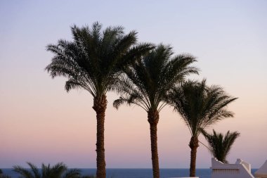 Mavi gökyüzüne karşı üç palmiye ağacı