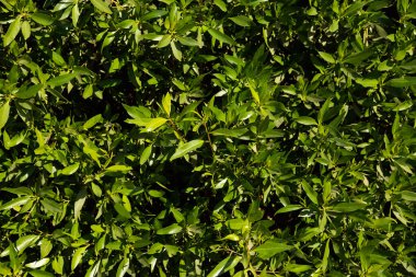 Yeşil dikey bahçe, duvar arkaplanı, dikey bahçe duvarı