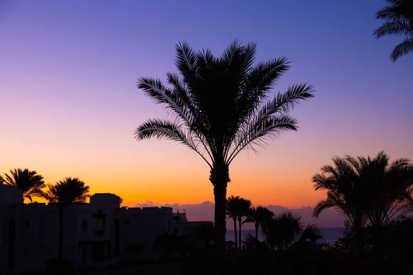 Palm Trees Background Morning Dawn Sea — Stock Photo, Image