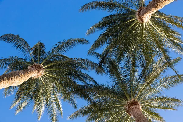 Three Palm Trees Blue Sky — Stock Photo, Image