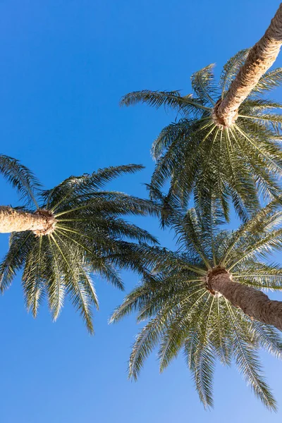 Three Palm Trees Blue Sky — Stock Photo, Image