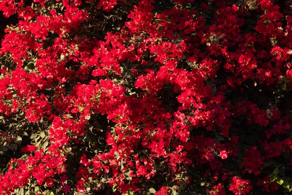 Las Flores Las Buganvillas Cierran Flores Buganvillas Como Fondo Fondo —  Fotos de Stock