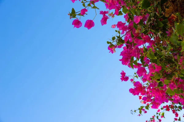 Lyse Foto Pink Bougainvillea Med Grønne Blade Mod Klar Blå - Stock-foto