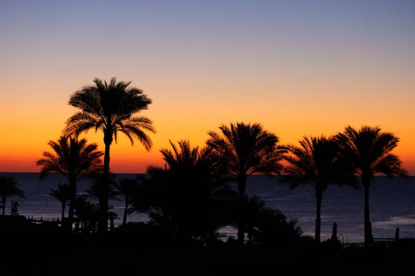 Palm Trees Background Morning Dawn Sea — Stock Photo, Image