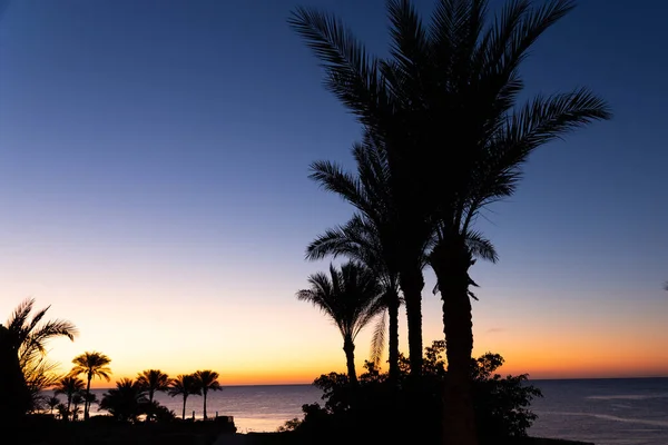 Palm Trees Background Morning Dawn Sea — Stock Photo, Image