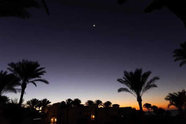 Palm Trees Night Sky Moon — Stock Photo, Image