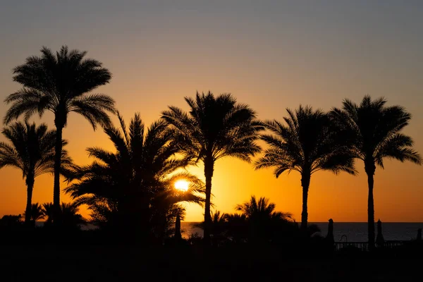 Palm Trees Background Sunset Sea — Stock Photo, Image