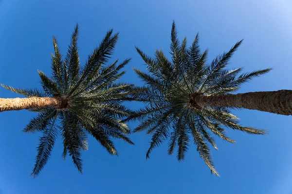 Two Palm Trees Blue Sky — Stock Photo, Image