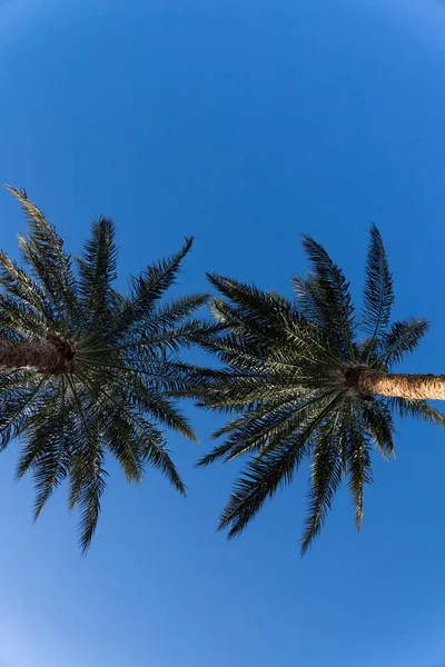 Two Palm Trees Blue Sky — Stock Photo, Image