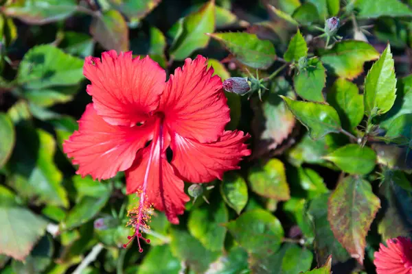 Flor Hibisco Vermelho Fundo Verde Jardim Tropical — Fotografia de Stock