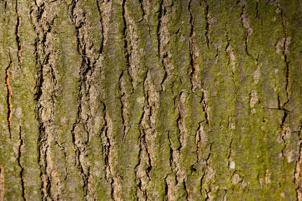 Doğal Kırmızı Meşe Ağacı Kabuğu Dokusu — Stok fotoğraf
