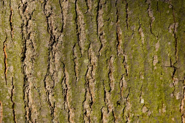 Přírodní Textura Kůry Červeného Dubu — Stock fotografie