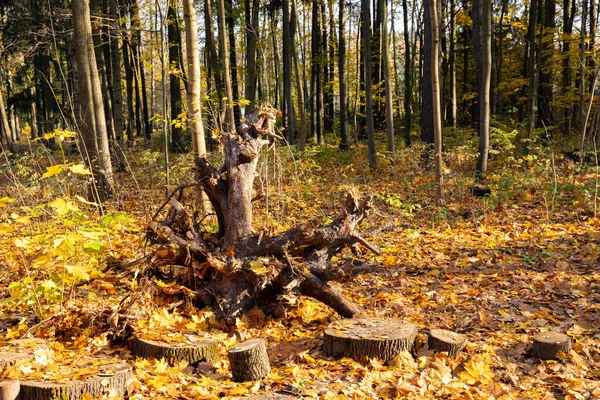 Ett Fallen Träd Parken Som Föremål För Kontemplation Del Ekologisk — Stockfoto