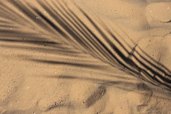 Shadow Palm Branch Yellow Sand — Stock Photo, Image