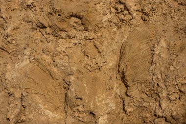 Kabuk ve mercan izleriyle dolu eski bir duvar.