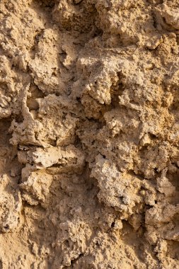 Kabuk ve mercan izleriyle dolu eski bir duvar.