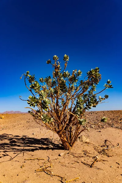 Wilde Struik Woestijn Het Schiereiland Sinai — Stockfoto