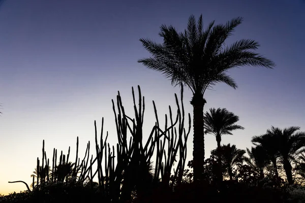 Palmier Sur Fond Ciel Étoilé Nocturne — Photo