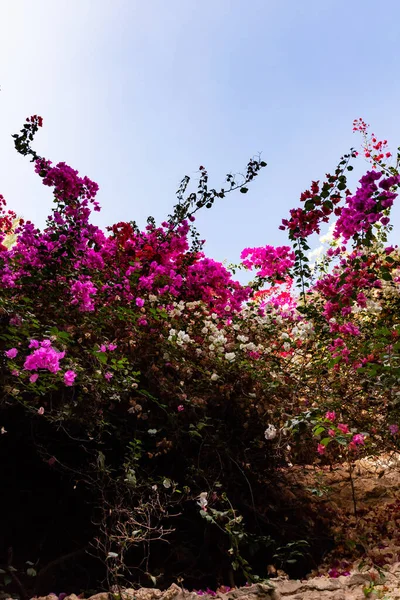 Foto Brilhante Buganvília Rosa Com Folhas Verdes Contra Céu Azul — Fotografia de Stock