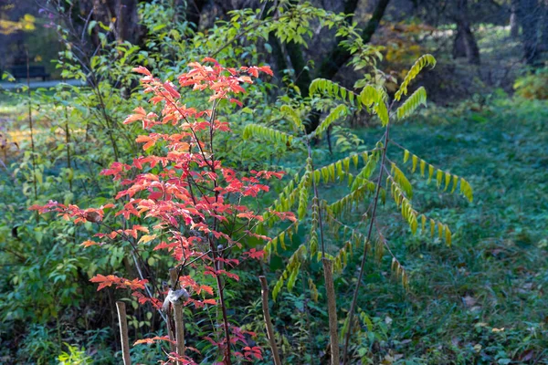 Herbst Akazien Mit Roten Und Grünen Blättern Freier Wildbahn Selektiver — Stockfoto