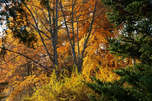 Altın Sonbahar Manzarası Güzel Bir Ağaç Düşen Yapraklar Berrak Mavi — Stok fotoğraf