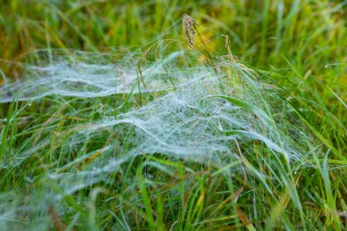 Örümcek ağı çiğ ağları Islak çimenler arasında Sabah