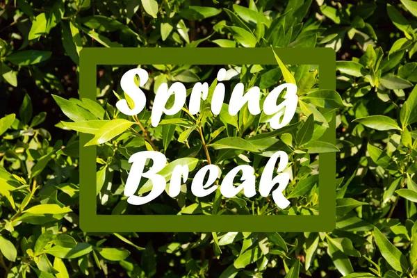 Tekst Spring Break Tle Natury Koncepcja Edukacji Dodatkowej — Zdjęcie stockowe