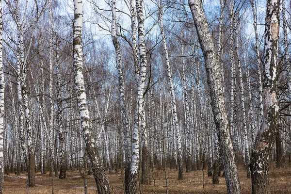 Abedules Jóvenes Con Corteza Abedul Blanco Negro Primavera Abedul Sobre — Foto de Stock