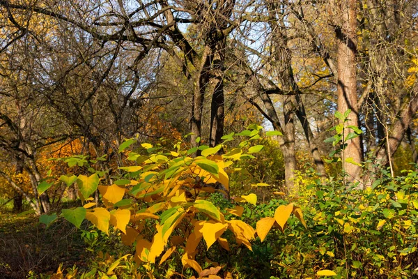 Gouden Herfst Landschap Met Een Mooie Boom Vallende Bladeren Heldere — Stockfoto