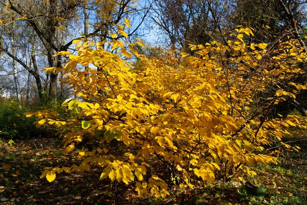 Gouden Herfst Landschap Met Een Mooie Boom Vallende Bladeren Heldere — Stockfoto