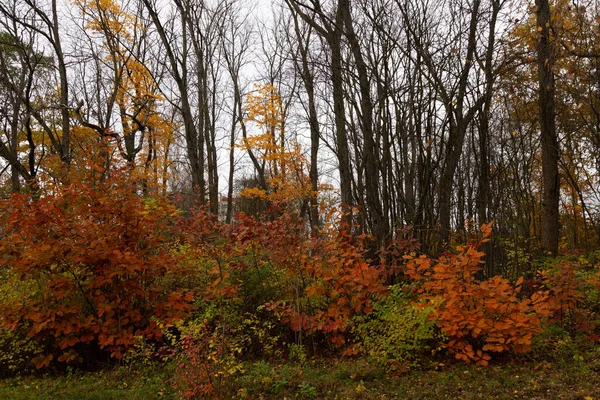 Herfst Landschap Wild Bos Met Esdoorn Bladeren Bomen — Stockfoto