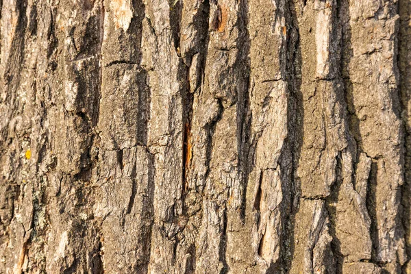 Corteccia Della Quercia Come Sfondo Strutturato — Foto Stock