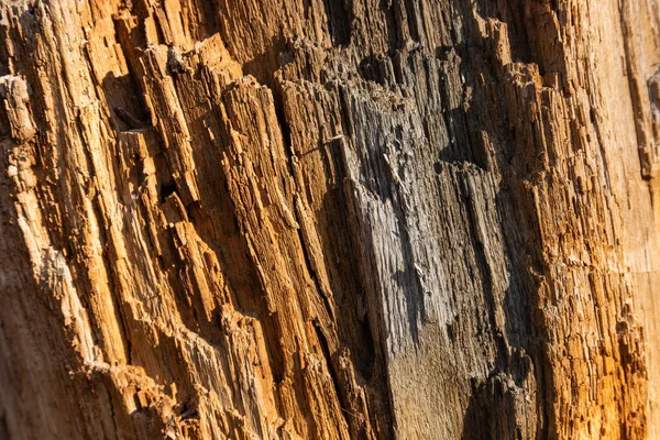 Çürük Meşe Ağacı Yakın Plan Gri Turuncu Gölgeler — Stok fotoğraf