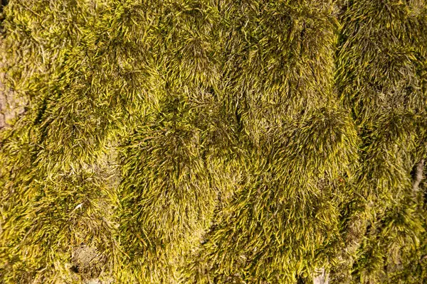 Musgo Verde Cresce Uma Árvore Close — Fotografia de Stock
