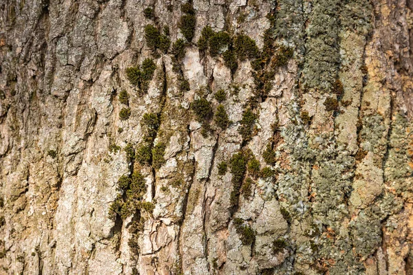 Corteccia Della Quercia Come Sfondo Strutturato — Foto Stock