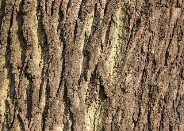 Rinde Der Eiche Als Strukturierter Hintergrund — Stockfoto