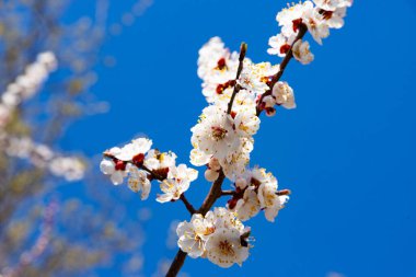 Güzel kiraz çiçeği sakura ilkbahar zamanı mavi gökyüzünde.