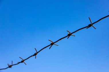 Dikenli teller, mavi gökyüzünün arka planında, endişeli hissetmek için. Kavram, dayanıklılığın sembolü..