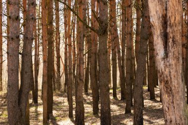 Sabahları çam ormanları, doğa parkında ağaç gövdeleri..