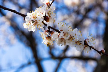 Güzel kiraz çiçeği sakura ilkbahar zamanı mavi gökyüzünde