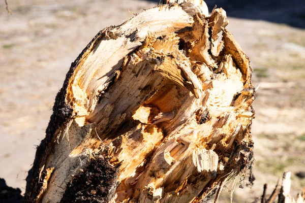 Škody Způsobené Bouří Bouří Počasím Zlomený Strom Lese — Stock fotografie