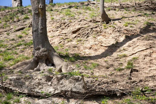 裸のカエデの根 自然公園の斜面に根が生えている大きな落葉樹 — ストック写真