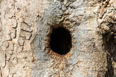 Ağaçta oyuk, ağaçta kuş yuvası