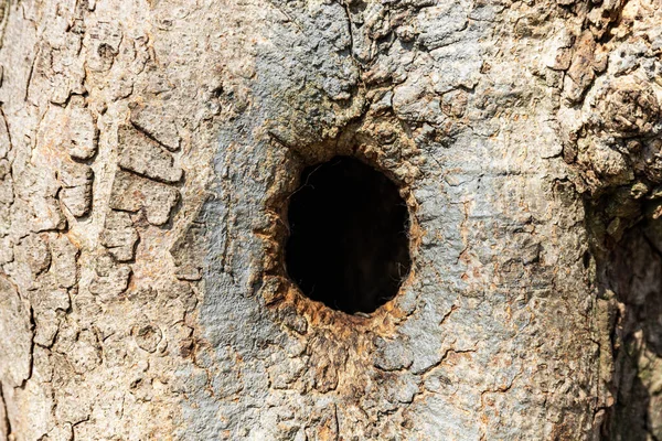 Creux Dans Arbre Gros Plan Nichoir Dans Arbre — Photo